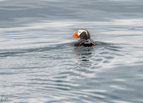 Tufted Puffin Breeding Adult SanJuanIsland WA 20210527_0911