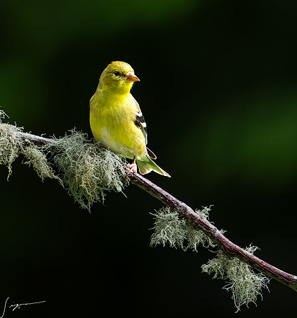 American Goldfinch Breeding Female GambleYard20210525_0045-NEF_DxO_DeepPRIME