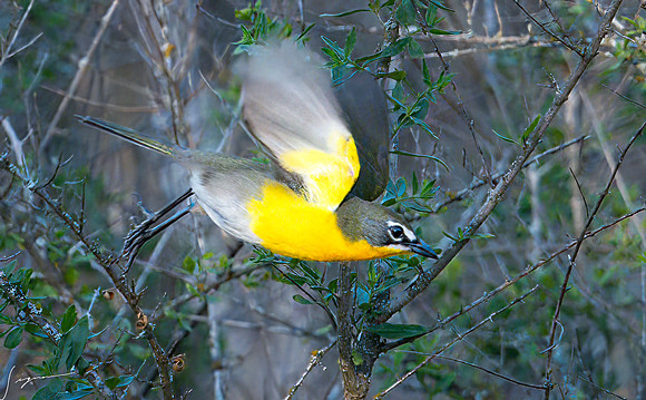 Yellow-breasted Chat LaLomitaRanch20210502_1021-Edit