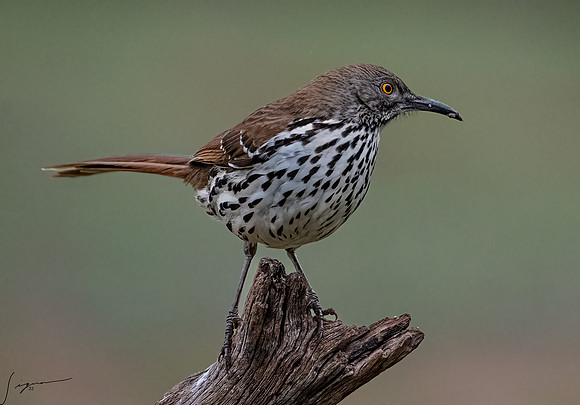 Curve-billed Thrasher LagunaSecaD850_20220308 (6)-Edit