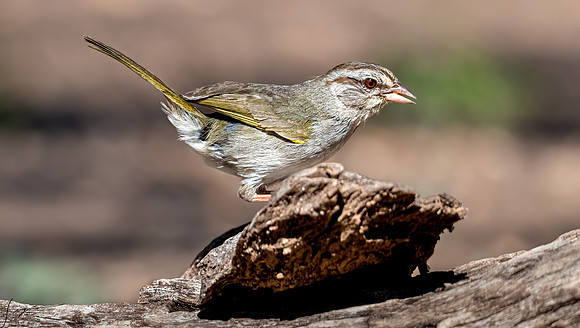Olive Sparrow LaLomitaRanch20210501_0233-Edit