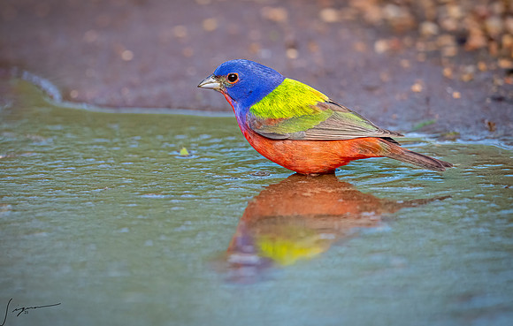 Painted Bunting Male LaLomitaRanch20210501_0782-Edit