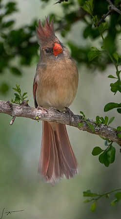 Northern Cardinal Female LaLomitaRanch