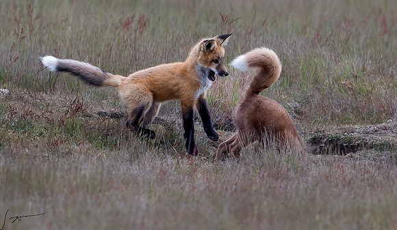 Red Fox SanJuanIsland20210526_0037-NEF_DxO_DeepPRIME-Edit