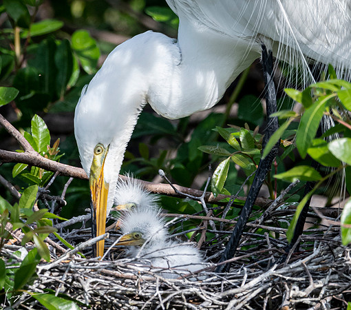 VeniceRookery20190401_1267