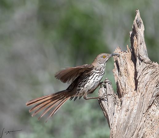 Long-billed Thrasher LaLomitaRanch20210502_1216-Edit
