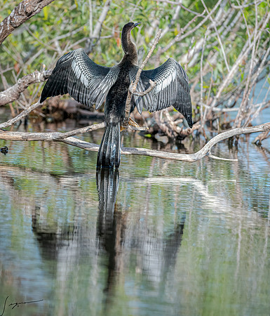 VeniceRookery20190401_0442-Edit