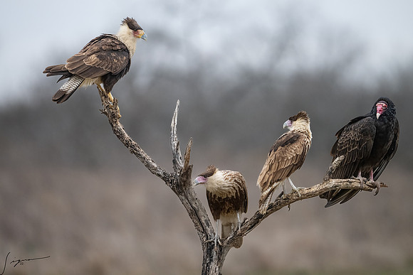 Turkey Vulture and Crested Caracara _DSC4567-Edit