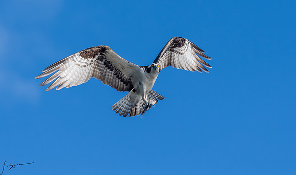 BlueCypressLake20190412_0854