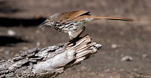 Long-billed Thrasher LaLomitaRanch20210502_0344