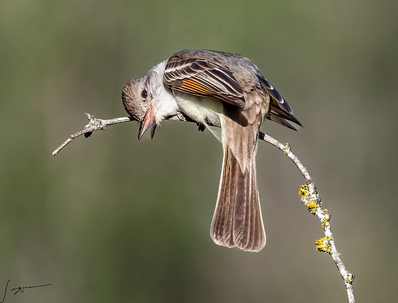 Ash-throated Flycatcher LaLomitaRanch20210502_1123-Edit
