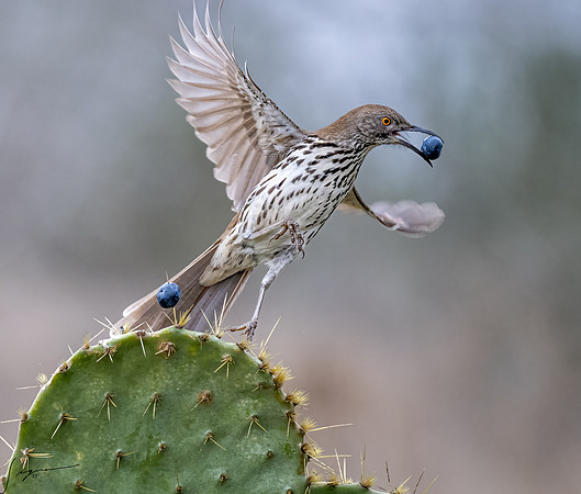Curve-billed Thrasher _DSC9998-Edit