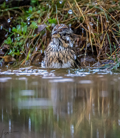 Song Sparrow _DSC6823-Edit