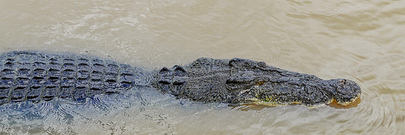 20250122DarwinAustralia_0099_DxO