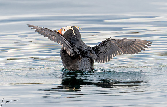 Tufted Puffin Breeding Adult SanJuanIsland WA 20210527_0706