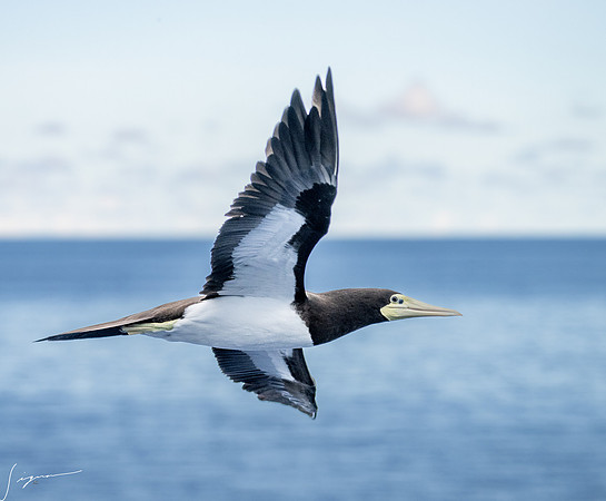20250108SeaDay_0569