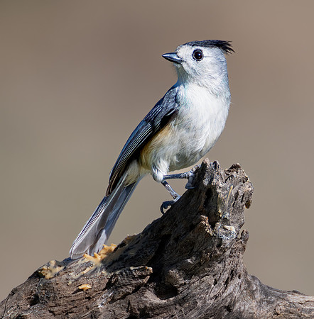 Black-crested Titmouse _DSC7061-Edit (2)