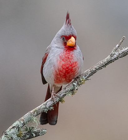 Pyrrhuloxia Male   LagunaSecaD850_20220308 (74)-Edit