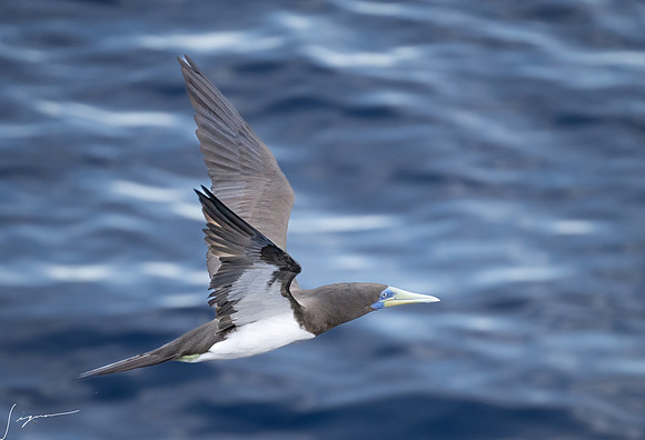 20250108SeaDay_1075-Edit