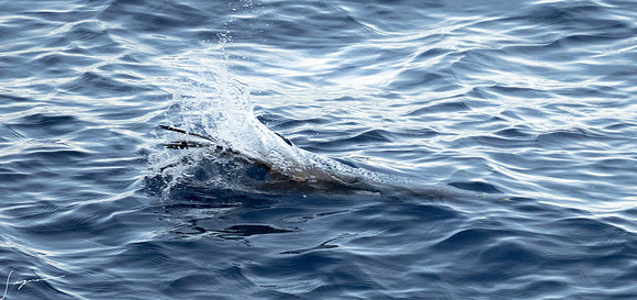 20250108SeaDay_1309