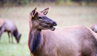 Mammals