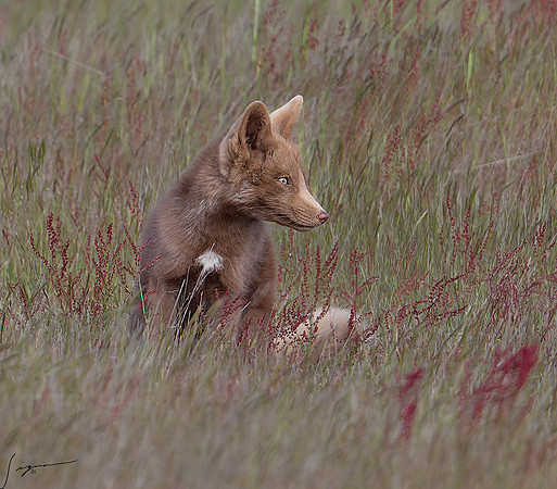Red Fox SanJuanIslandWA20210528_0000-NEF_DxO_DeepPRIME-Edit
