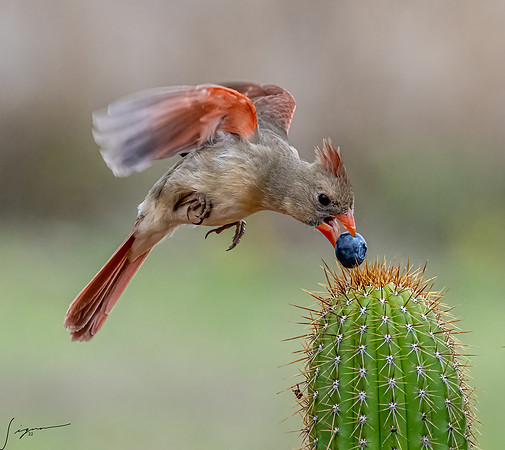 Northern Cardinal Female_  DSC2263-Edit