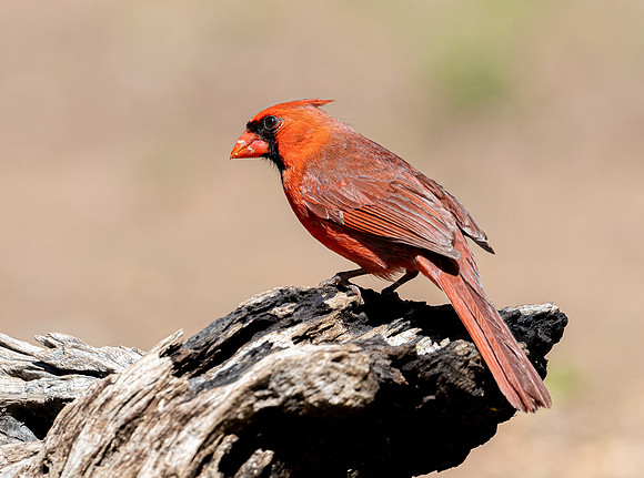 Northern Cardinal Male LaLomitaRanch20210501_0037