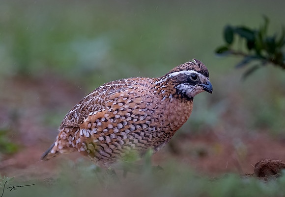 Northern Bobwhite Male _DSC7576-Edit