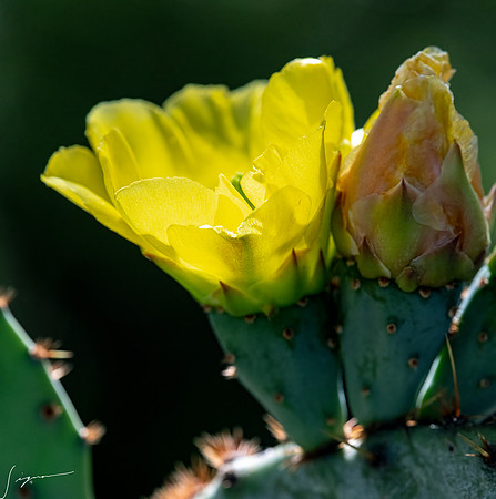 Bunny Ear Cactus LaLomitaRanch20210502_0273-Edit