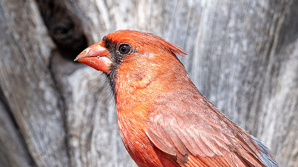 Northern Cardinal Male LaLomitaRanch20210501_0044
