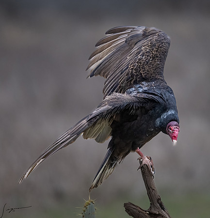 Turkey Vulture Adult     _DSC4243-Edit