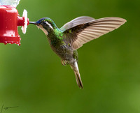 Paraiso Quetzal Lodge 0728
