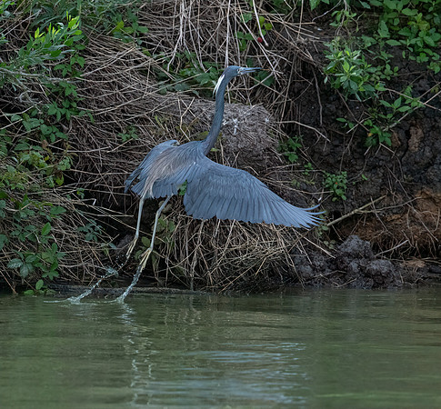 Tri-Colored Heron Galveston TX-County Parks 20210508_0382-Edit