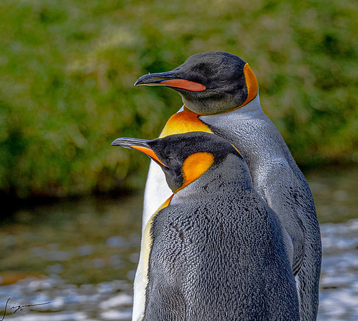 King Penguin SouthGeorgiaFortunaBay20200311_0332