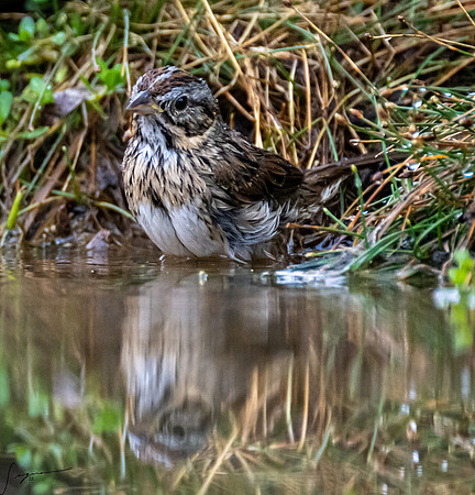 Song Sparrow _DSC6810