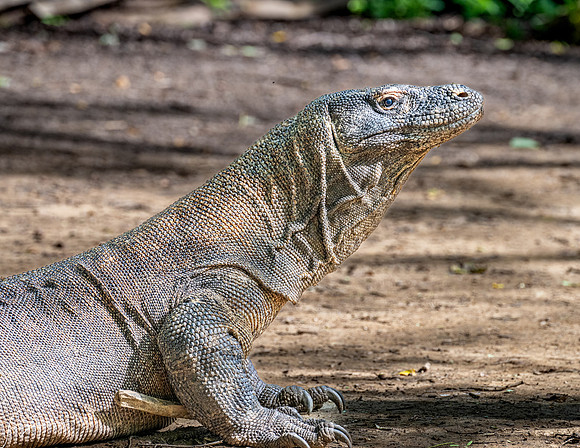 20250125KomodoIsland_0145