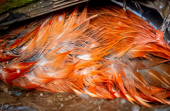 Painted Bunting Male LaLomitaRanch20210501_0929-Edit
