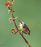 Humming Birds Catarata Del Toro 0724