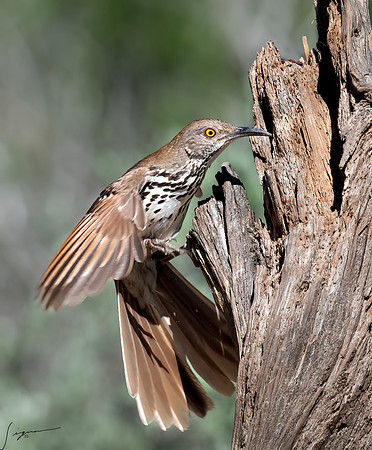 Long-billed Thrasher LaLomitaRanch20210502_1217-Edit
