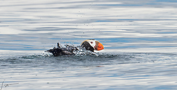 Tufted Puffin Breeding Adult SanJuanIsland WA 20210527_0398