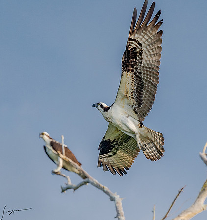 BlueCypressLake20190411_0200