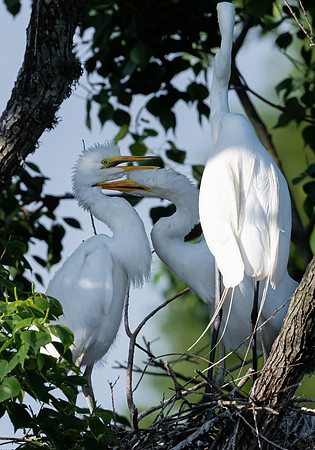 Great Egret and Chicks Galveston TX-County Parks 20210508_01410141