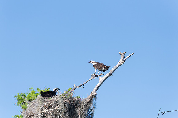 BlueCypressLake20190412_1105