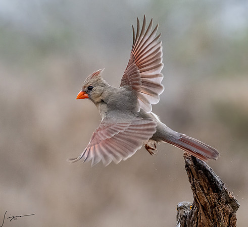 Northern Cardinal Female  _DSC1877-Edit
