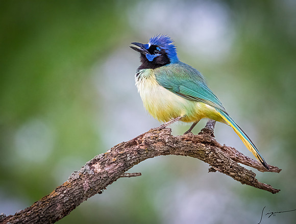 Green Jay LaLomitaRanch20210501_1099-Edit