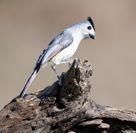 Black-crested Titmouse _DSC7053-Edit