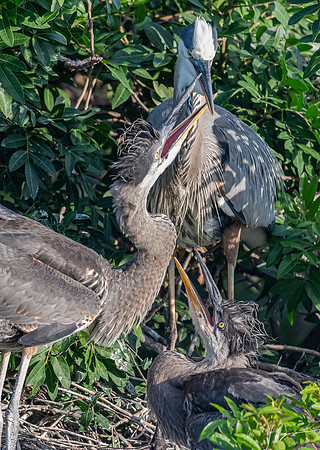 GreatBlueHeronChicksVeniceRookery20190401_0024