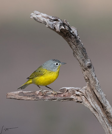 Nashville Warbler LaLomitaRanch20210501_0718-Edit