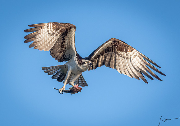 BlueCypressLake20190412_0190